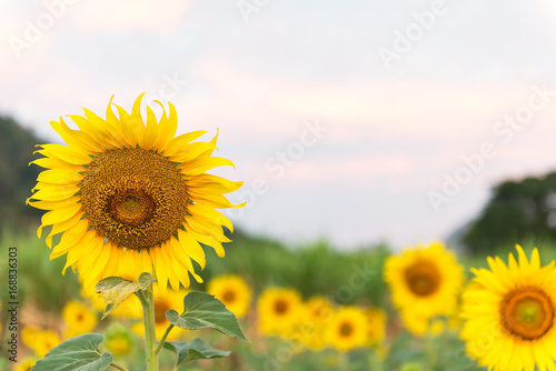 Fototapeta Naklejka Na Ścianę i Meble -  Summer landscape: beauty sunset over sunflowers field, soft and select focus