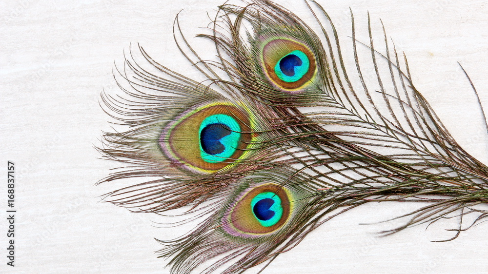 Obraz premium Peacock feathers background on stone