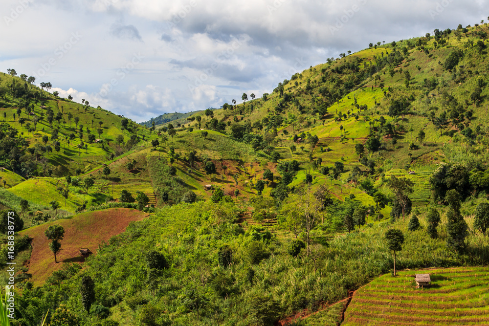 Green Terraces rice field, a beautiful natural beauty on mountain in Nan,Khun Nan Rice Terraces, Boklua Nan Province, Thailand Green Terraces rice field, a beautiful natural beauty on mountain in Nan,Khun Nan Rice Terraces, Boklua Nan Province, Thailand