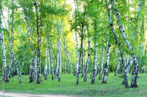 Birch Grove. Spring. Green foliage