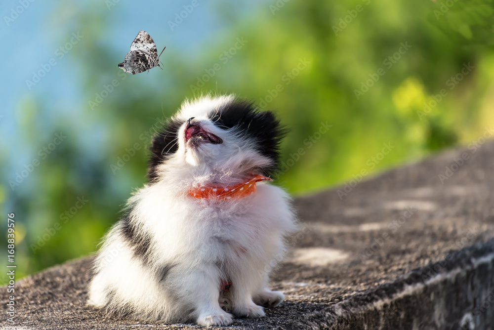 pupper dog pomperanian looking butterfly pupper dog pomperanian looking butterfly