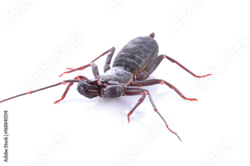 Close up of whip scorpion or vinegarroon Mastigoproctus giganteus on white background