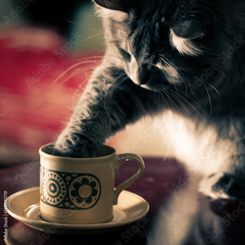 Cat with paw inside a coffee or tea mug