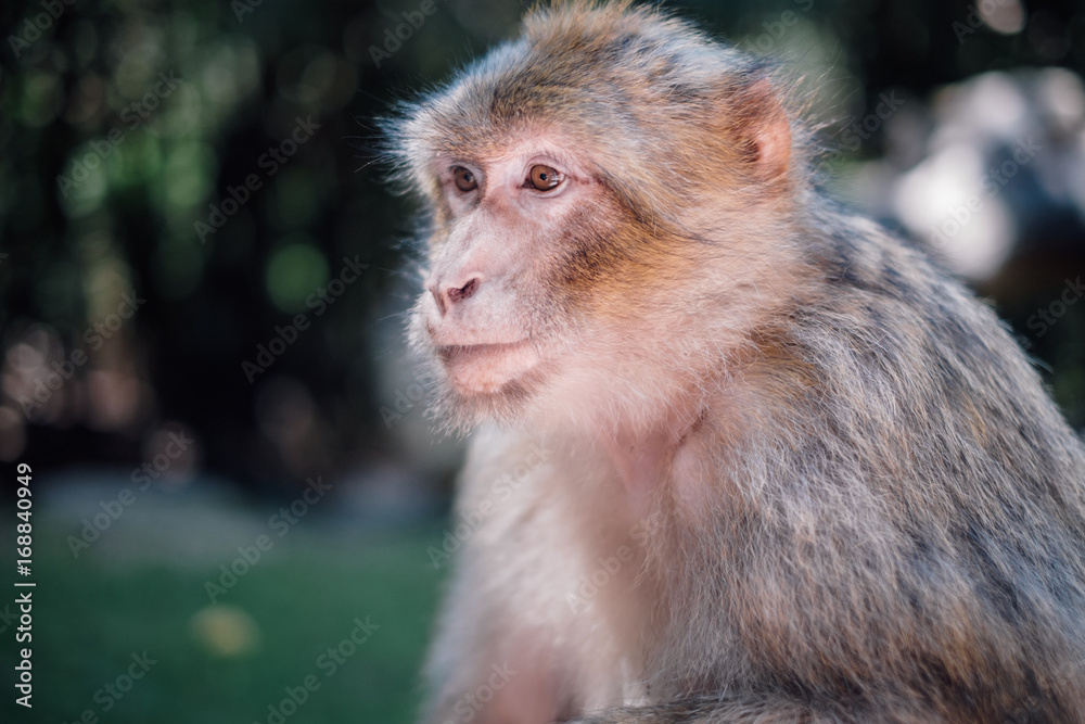 Naklejka premium berber affe makak 1