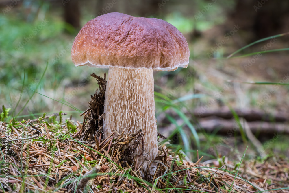 Close-up shot of amazing boletus edulis mushroom Close-up shot of amazing boletus edulis mushroom