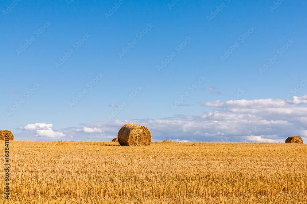 Hay rolls on a meadow landscape on a hot summery day with light  beautiful clouds on a blue sky