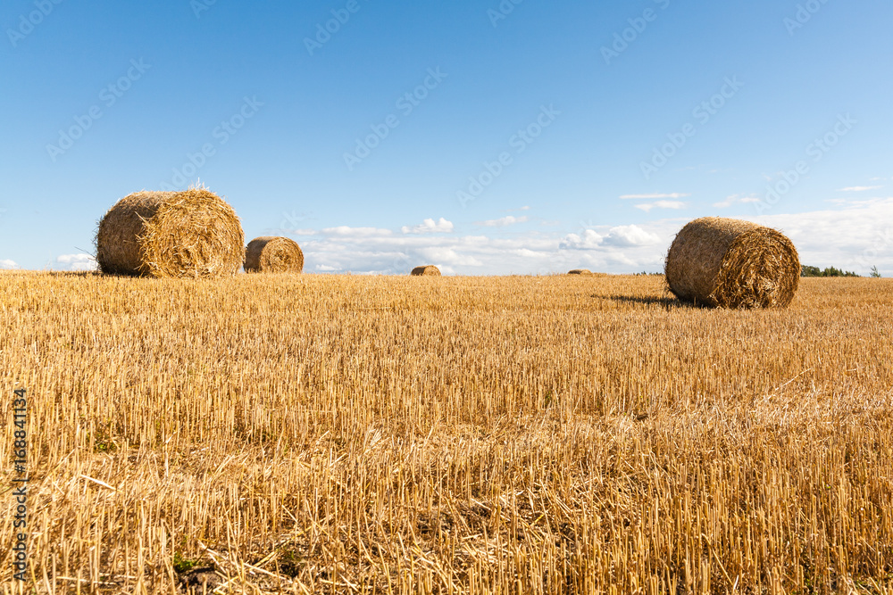 Hay rolls on a meadow landscape on a hot summery day with light beautiful clouds on a blue sky