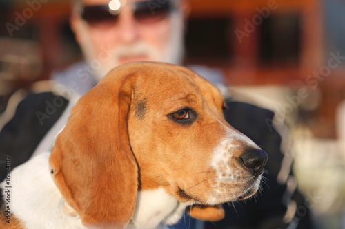 Beagle sitting on his owner knee