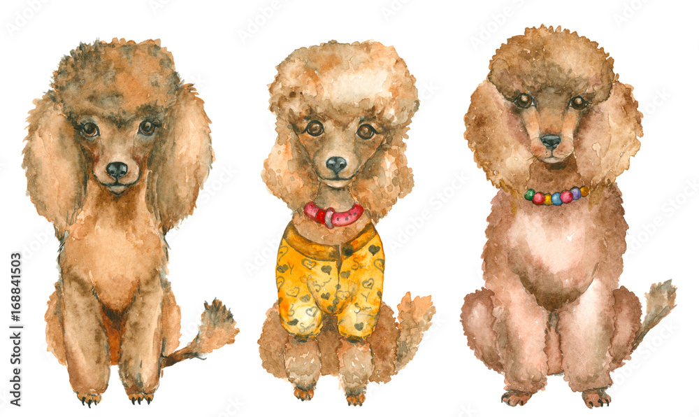 Hand drawn poodles Hand drawn poodles