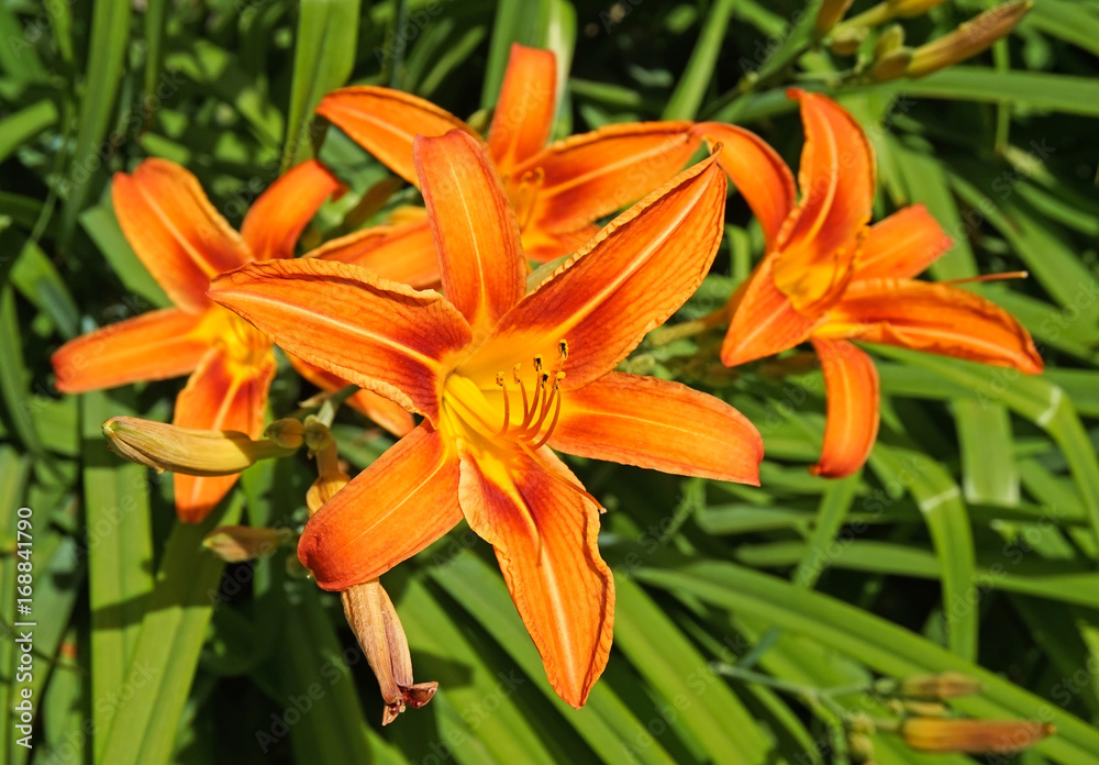 Fototapeta premium Lily flowers in summer