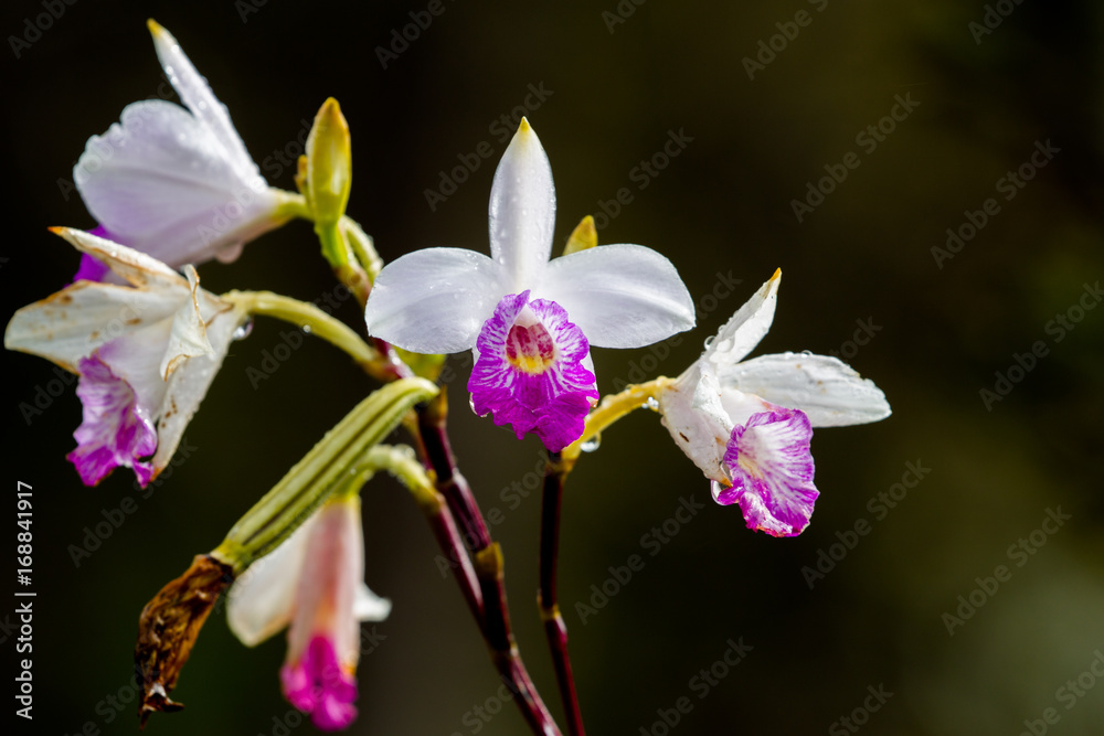 Blüte der Arundina graminifolia, einer Orchideenart, im Hawaii Volcanoes National Park auf Big Island, Hawaii, USA. Blüte der Arundina graminifolia, einer Orchideenart, im Hawaii Volcanoes National Park auf Big Island, Hawaii, USA.