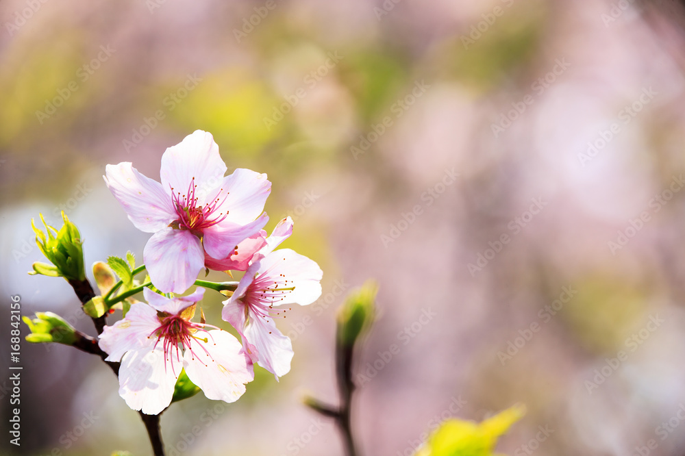 beautiful realistic sakura japan cherry branch with blooming flowers beautiful realistic sakura japan cherry branch with blooming flowers
