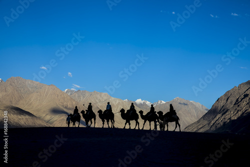The silhouette photo of people riding a camel in the desert. With magnificent mountain views in Ladakh  Leh  India
