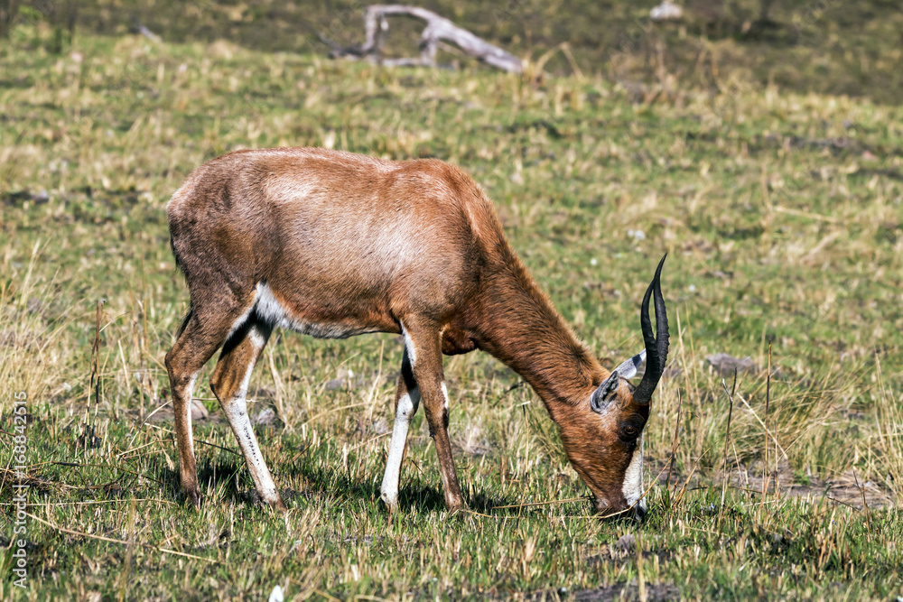 Naklejka premium Single Blesbok Feeding on Dry Winter Grassland