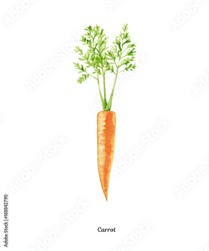 Handpainted watercolor poster with carrot