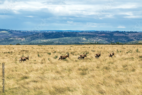 Herd of Blesbok Wandering on Dry Winter Grassland Landscape © lcswart