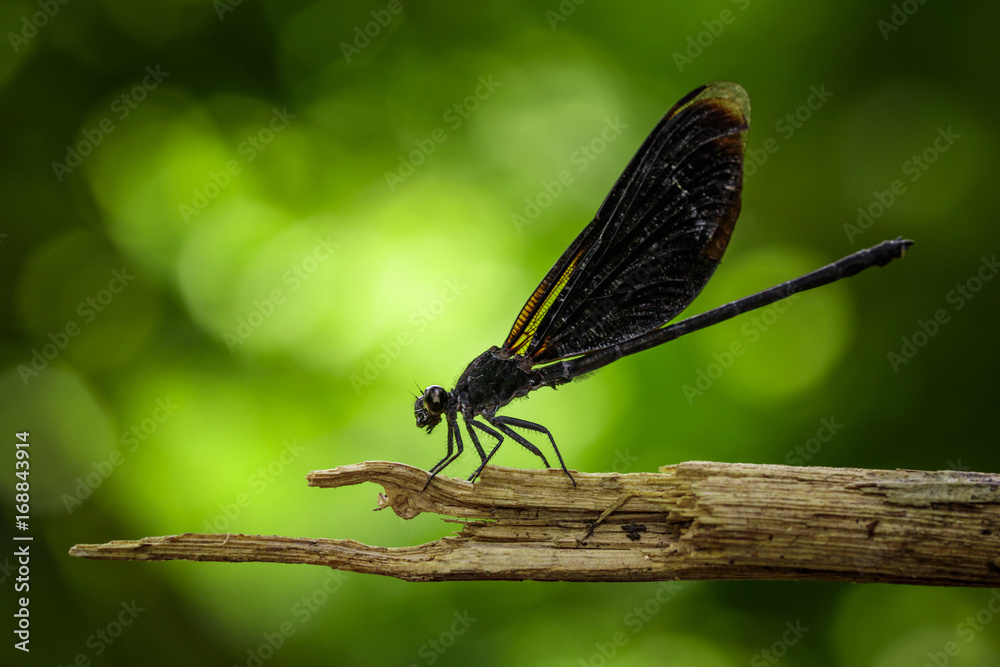 Image of Euphaea Masoni Dragonfly on dry branches on nature background. Insect Animal Image of Euphaea Masoni Dragonfly on dry branches on nature background. Insect Animal