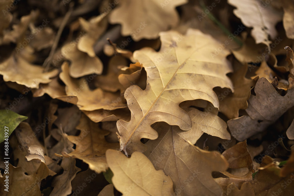 Texture of autumn leaves on ground