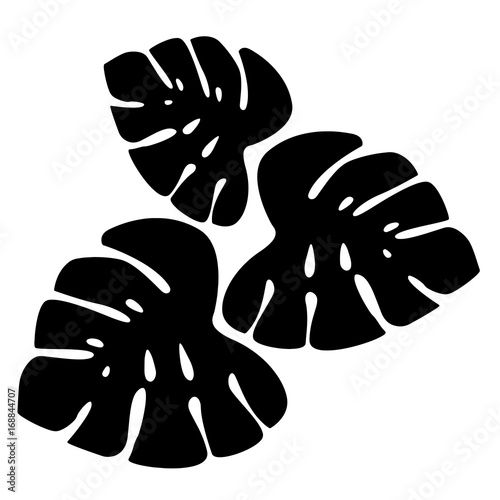 Close-up - beautiful tropical leaves, paradise