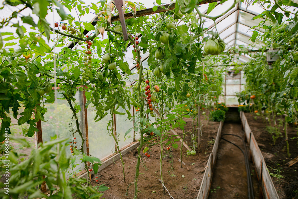 tomato in greenhouse, agriculture