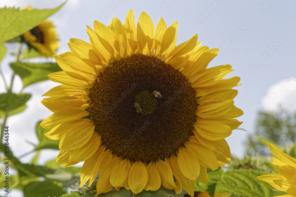 Fototapeta premium bees on sunflowers