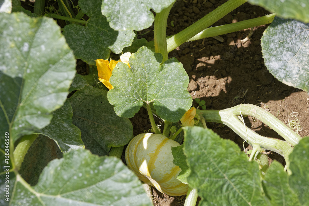 pumpkin field pumpkin field