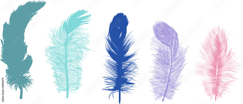 five fluffy color feathers isolated on white five fluffy color feathers isolated on white