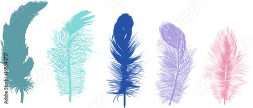five fluffy color feathers isolated on white
