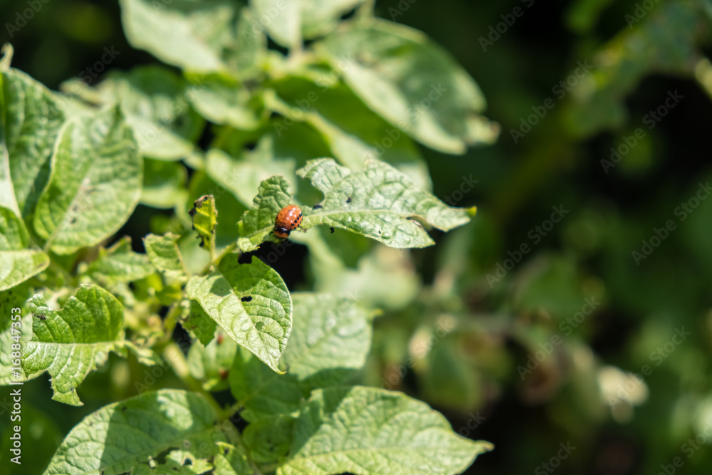 Colorado beetle eats potato leaves young. Pests destroy a crop in field. Parasites in wildlife agriculture. Colorado beetle eats potato leaves young. Pests destroy a crop in field. Parasites in wildlife agriculture.
