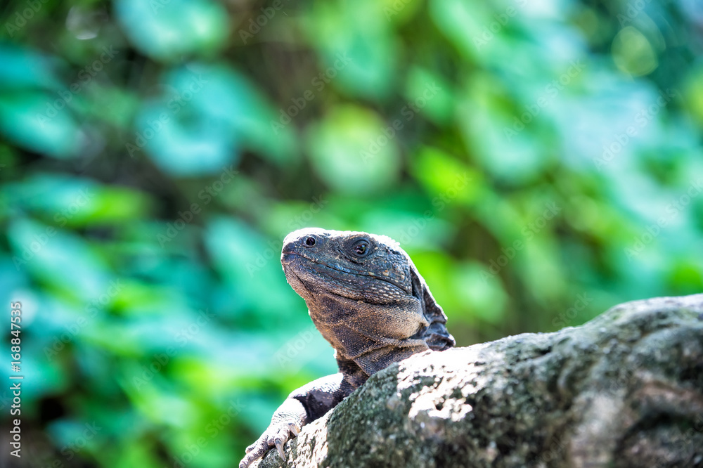 Lizard iguana sitting on grey stone in Honduras Lizard iguana sitting on grey stone in Honduras