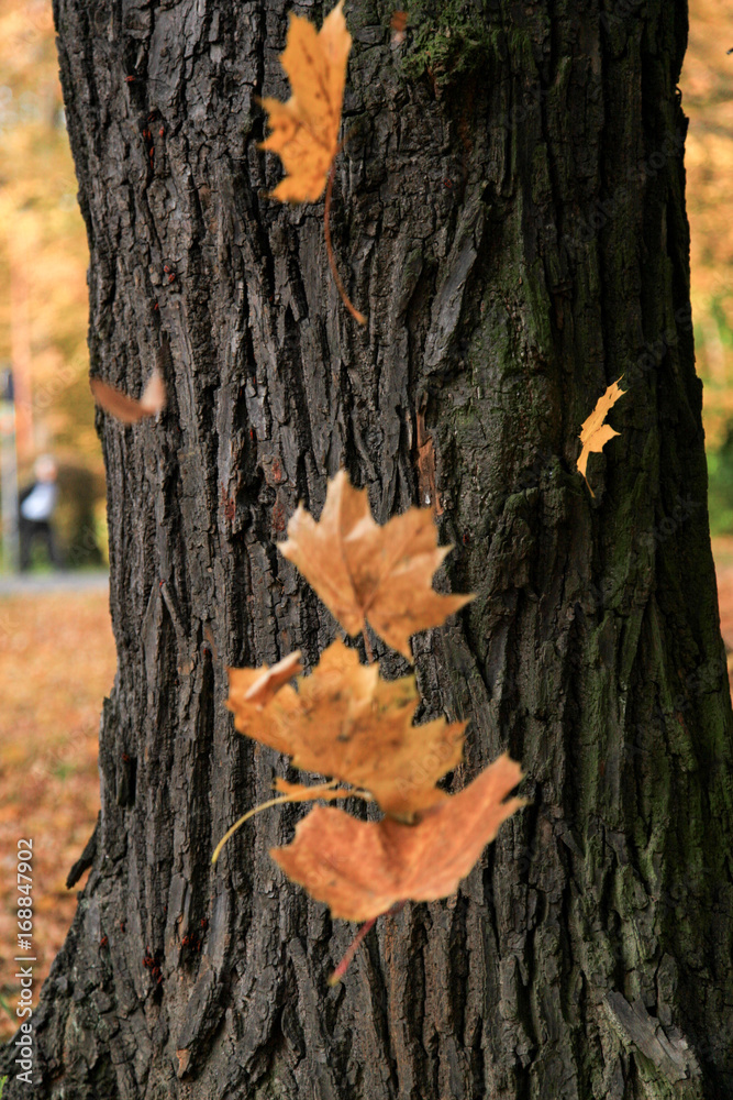 Herbst Blätter fallen