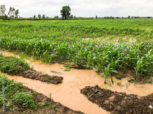 corn plants on a field flooded damage after heavy rain
