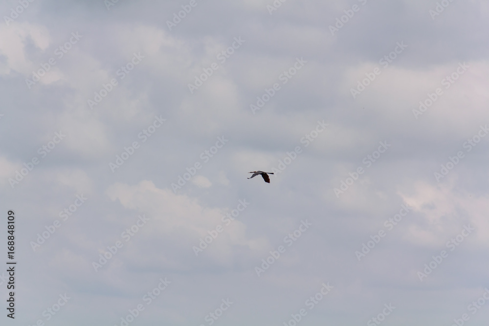 Fototapeta premium Bird