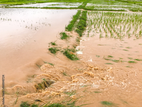 Agriculture Rice field flooded damage after heavy rain