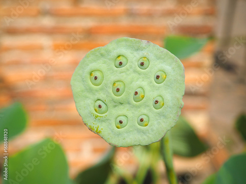 lotus seed pots photo