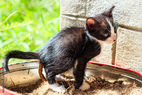 little cat pooping on the sand