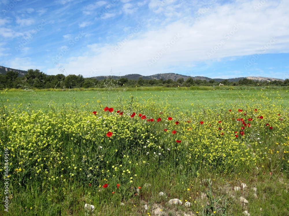 Obraz premium Spring countryside in Mediterranean Spain