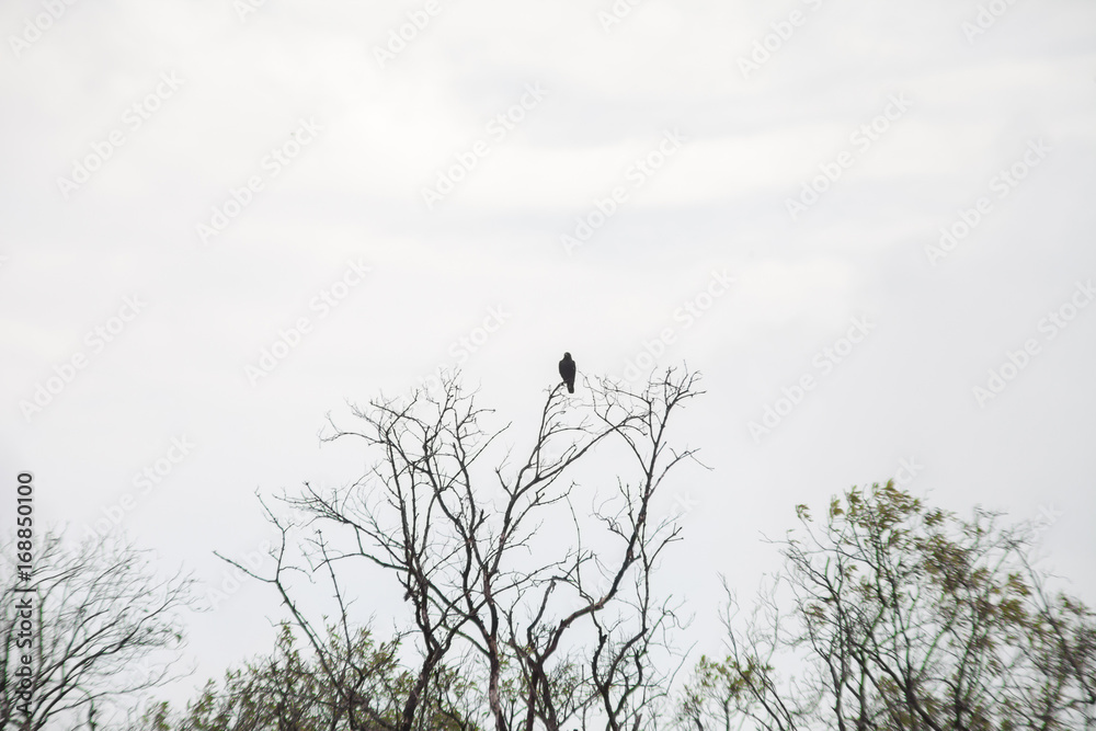 Birds on branches live in mangroves . Birds on branches live in mangroves .