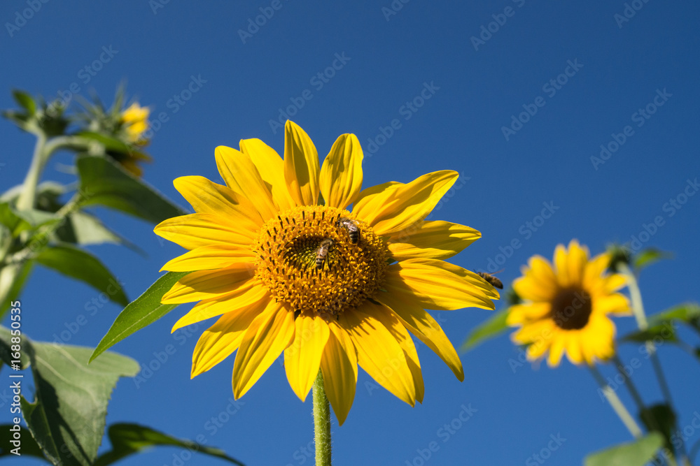 Sonnenblume Sonnenblume