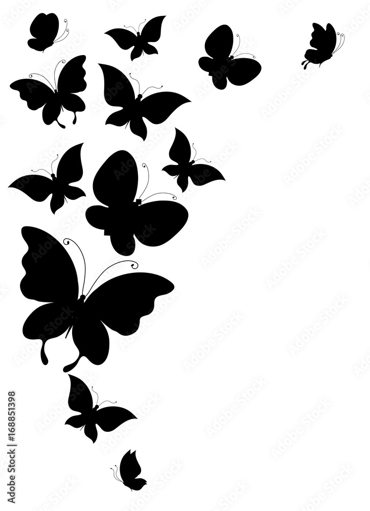 black butterfly, isolated on a white black butterfly, isolated on a white