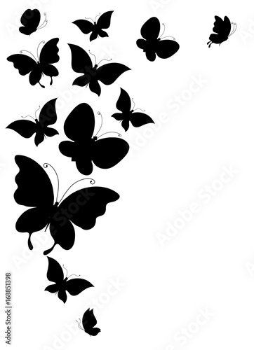 black butterfly, isolated on a white