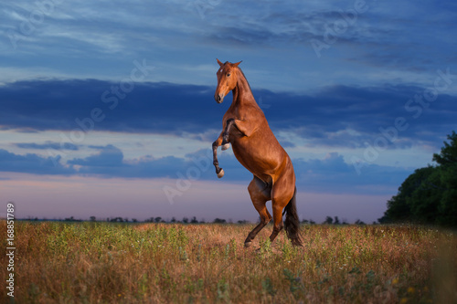 The bay reared horse on the evening sky background