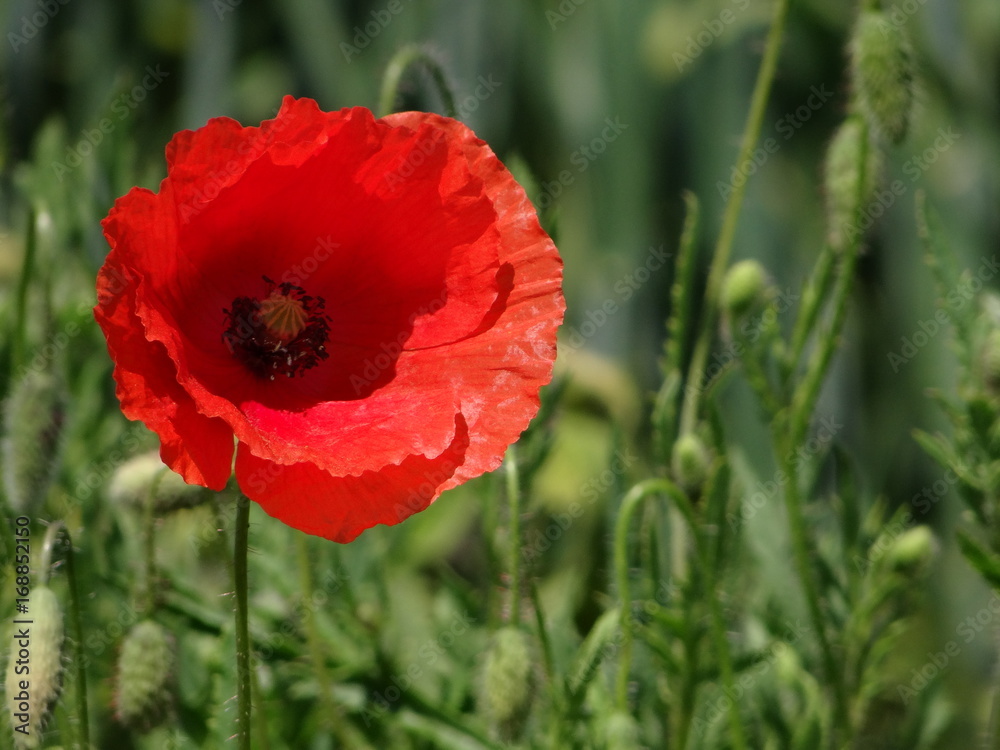 Klatschmohn auf Wiese