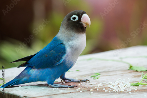 Blue parrot lovebird playing on table on blurred garden background