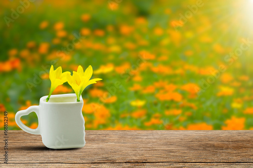 Fresh yellow flowers in white cup with heart shaped holder on grunge wooden tabletop on blurred blooming yellow flowers field in garden with soft sunlight background