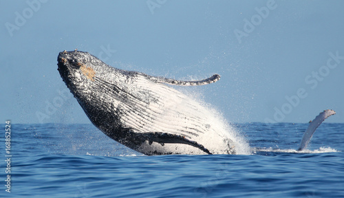 Impressionnant saut de baleine à l'île de la Réunion