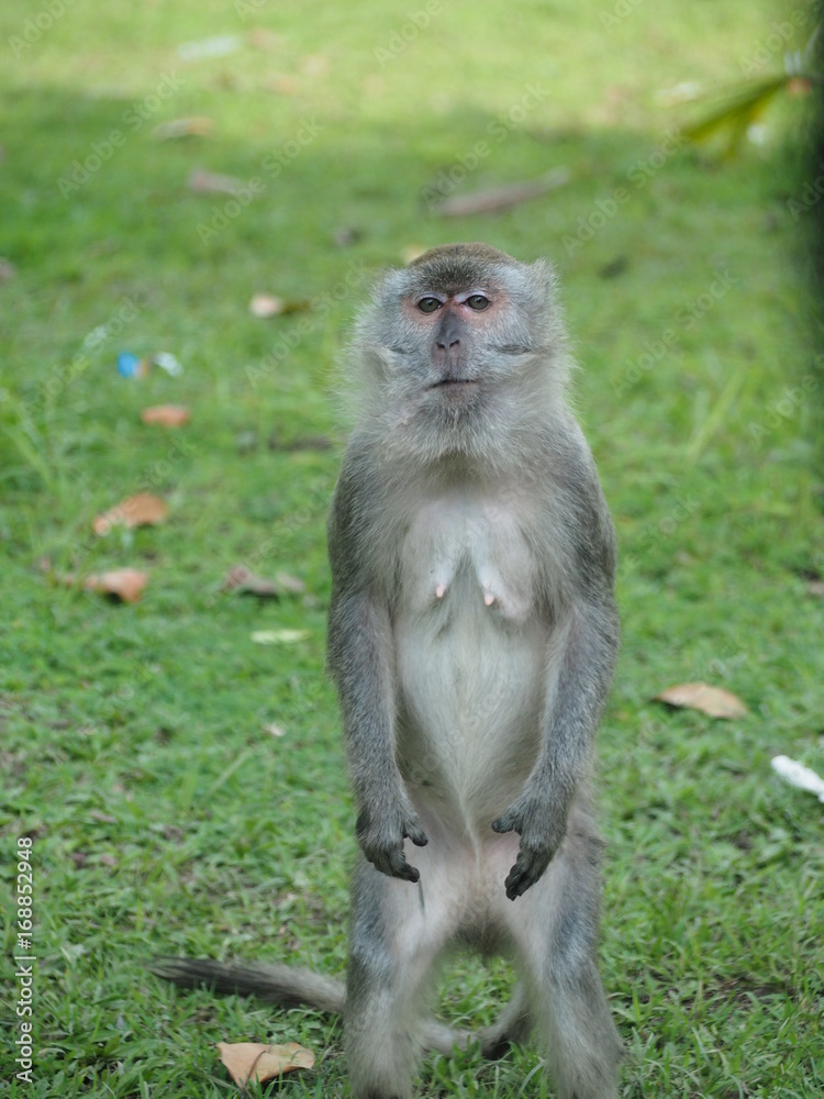 Female Macaque