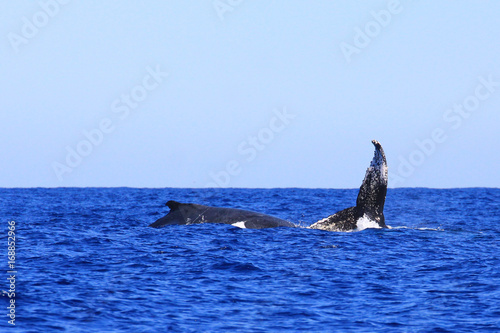 Caudales de baleines plongeants à l'ïle de la réunion © aylerein