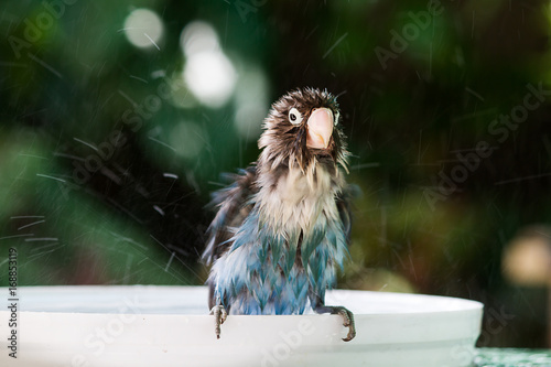 Blurred motion of blue lovebird taking a bath with water splash on blurred garden background