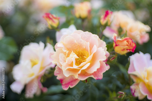 Stamens of roses with blurry background